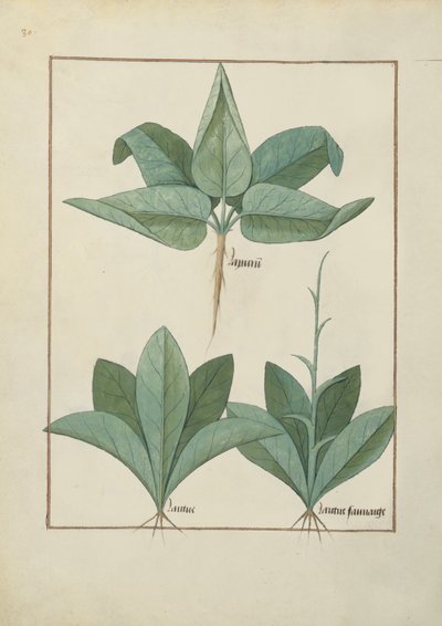 Pani ks. Fv VI #1 fol.126v Ilustracja z Księgi prostych leków autorstwa Mattheausa Plateariusa (d.c.1161) c.1470 autorstwa Robinet Testard